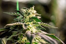 Exploring the World of Quality Cannabis Seeds in California Exploring the World of Quality Cannabis Seeds in California