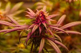 Exploring the World of Quality Cannabis Seeds in California Exploring the World of Quality Cannabis Seeds in California