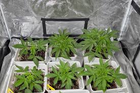 Exploring the World of Quality Cannabis Seeds in California Exploring the World of Quality Cannabis Seeds in California